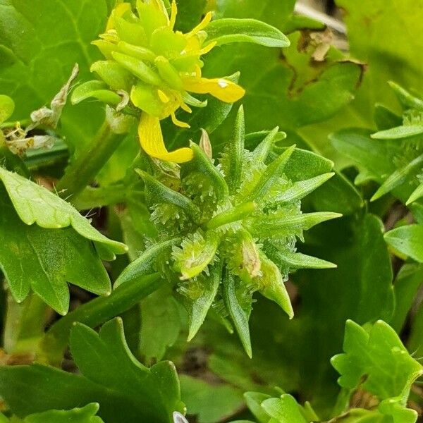 Ranunculus muricatus Frukt