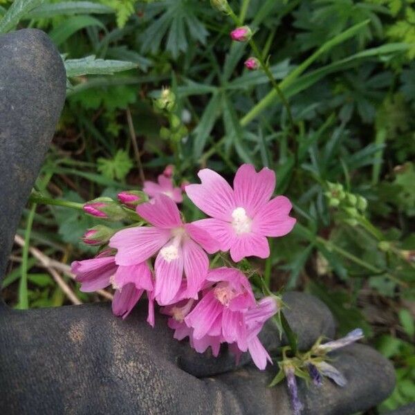 Sidalcea malviflora 花