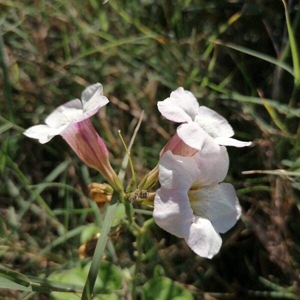 Asystasia gangetica Blüte