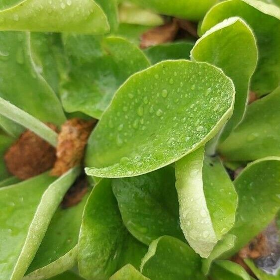 Primula auricula Лист