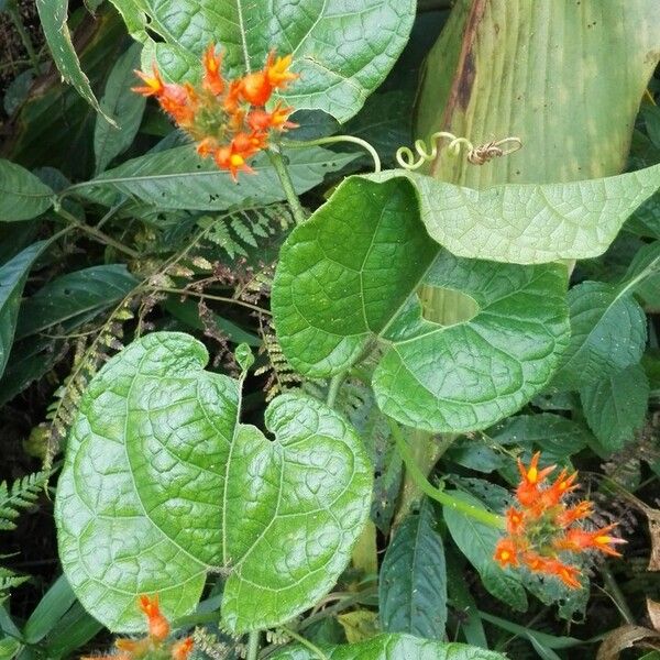 Gurania bignoniacea পাতা