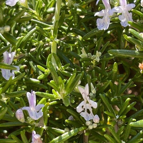 Salvia rosmarinus Flower