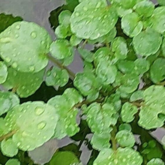 Nasturtium officinale Folha