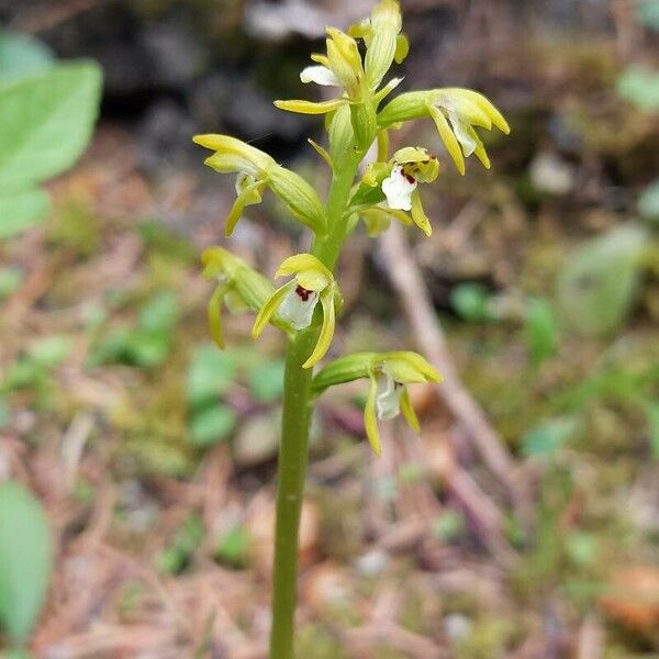 Corallorhiza trifida Flower