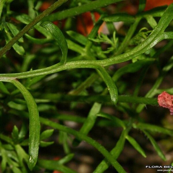 Papaver hybridum Leaf