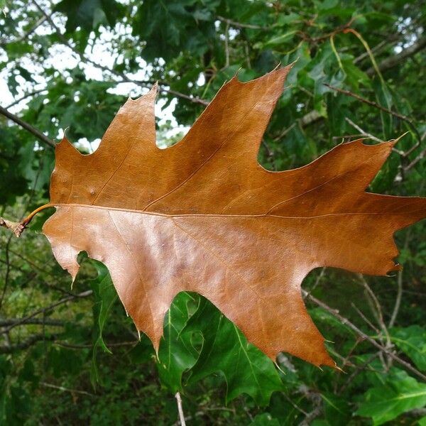 Quercus rubra पत्ता