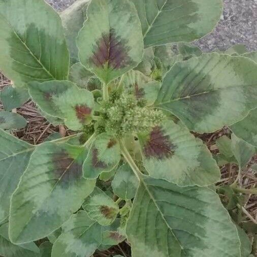 Amaranthus spinosus Folio