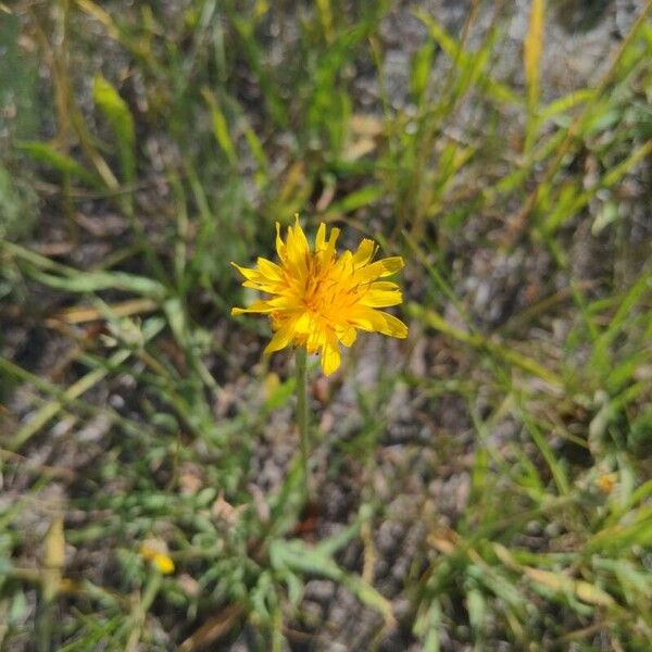 Agoseris glauca Flor