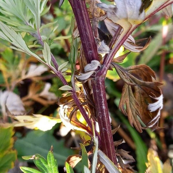 Artemisia vulgaris ᱪᱷᱟᱹᱞᱤ