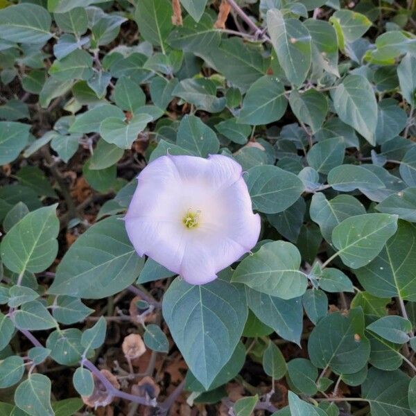 Datura inoxia ফুল