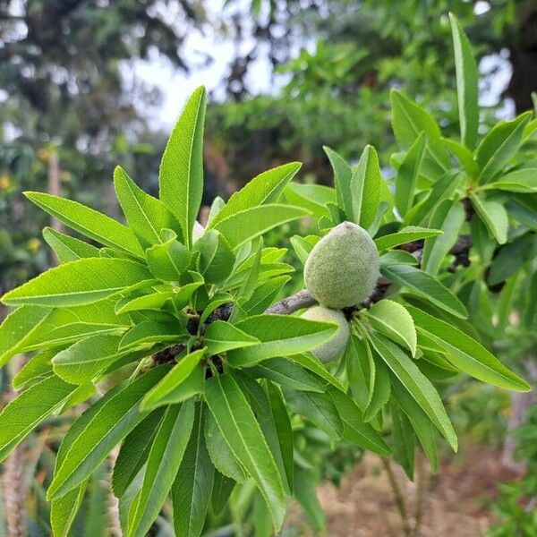 Prunus dulcis Плод