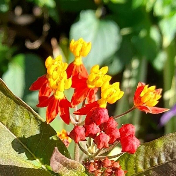 Asclepias curassavica 花