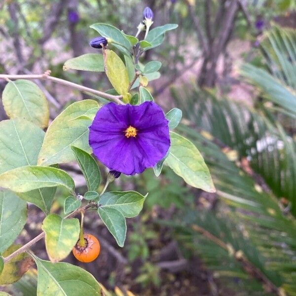 Lycianthes rantonnetii Flower