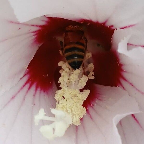 Hibiscus syriacus Цветок