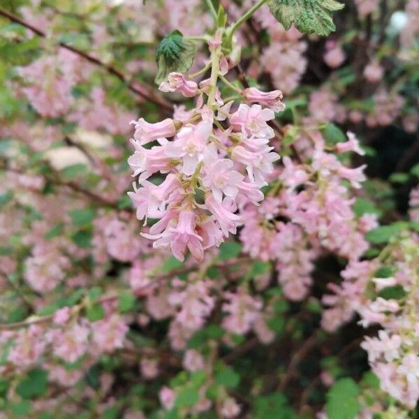 Ribes sanguineum Blüte