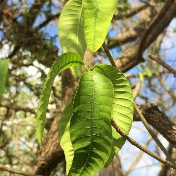Tabernaemontana elegans Leaf