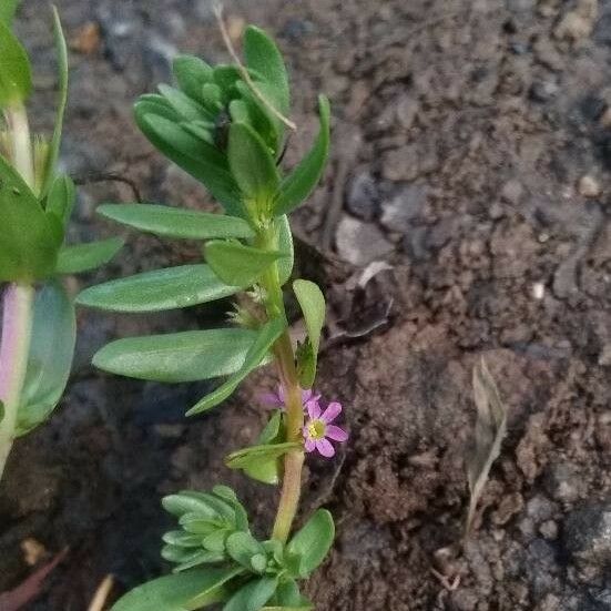 Lythrum hyssopifolia പുഷ്പം