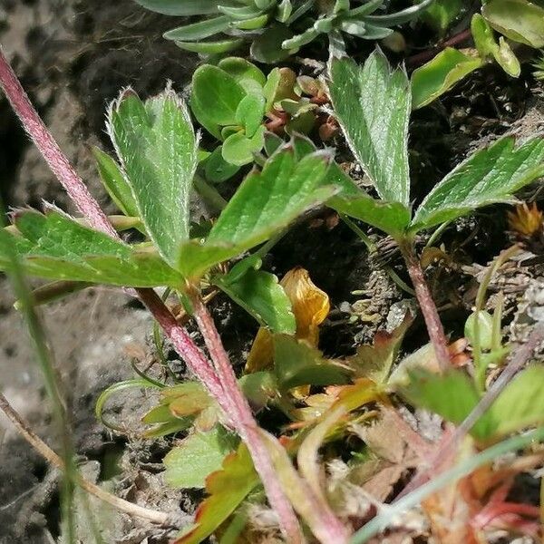 Potentilla grandiflora 叶