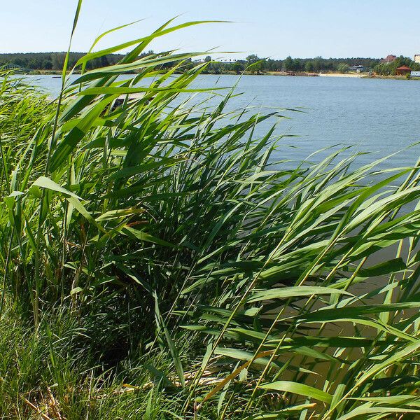 Phragmites australis Leht