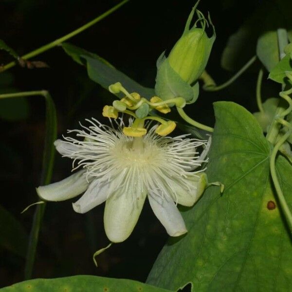 Passiflora subpeltata Flower
