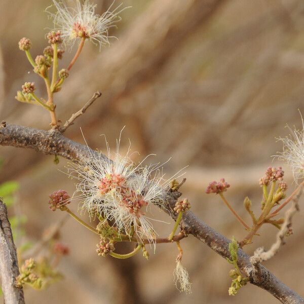 Albizia chevalieri Habitus