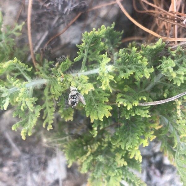 Lavandula multifida Lehti