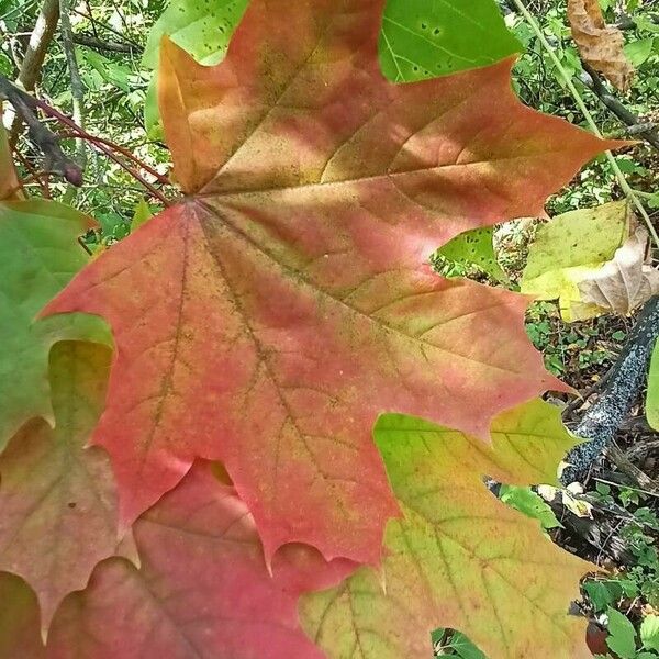 Acer platanoides Leaf