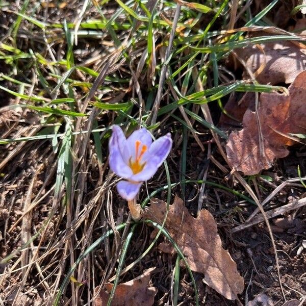 Crocus versicolor Çiçek