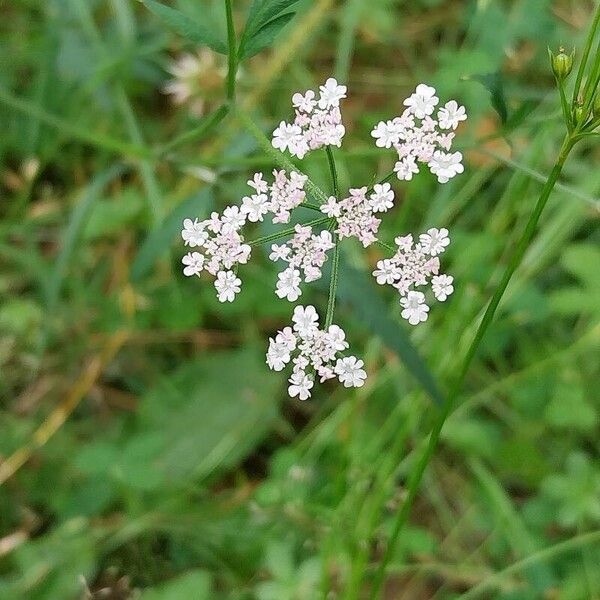 Torilis japonica Kvet