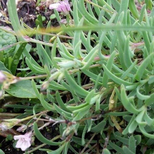 Petrorhagia saxifraga Лист