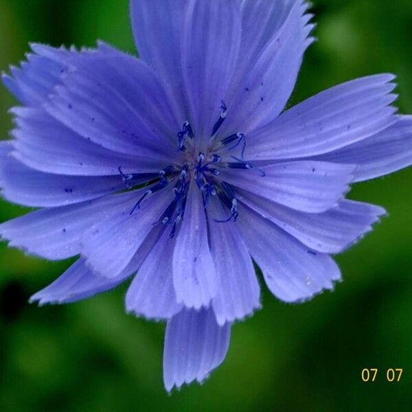 Cichorium endivia Flower