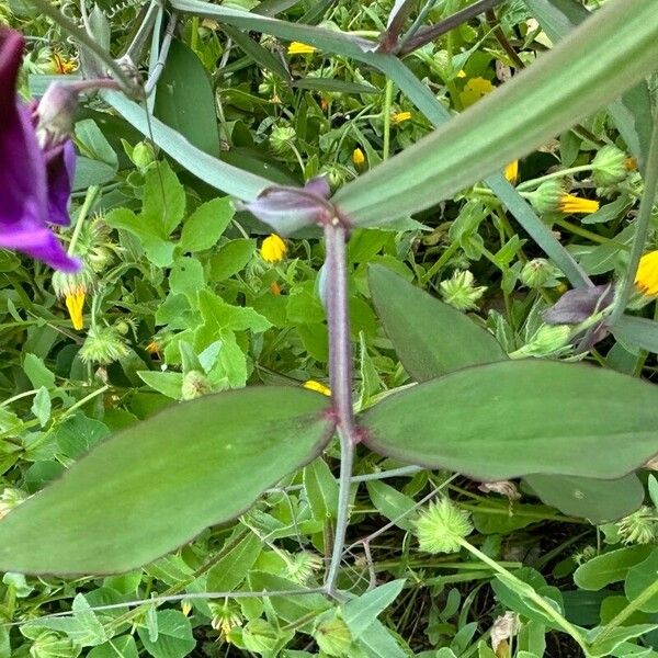 Lathyrus tingitanus ᱥᱟᱠᱟᱢ