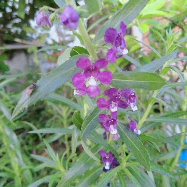 Angelonia biflora Квітка