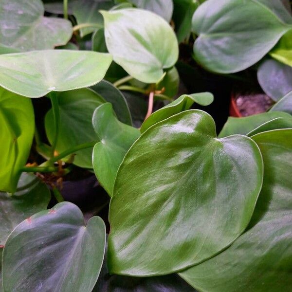 Philodendron hederaceum Blad