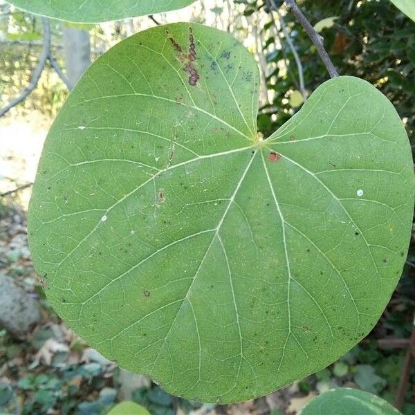 Cercis siliquastrum Leaf