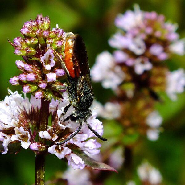 Mentha aquatica Květ