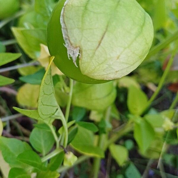 Physalis philadelphica ᱡᱚ