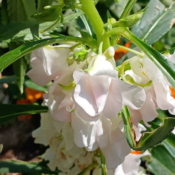 Impatiens balsamina Flor