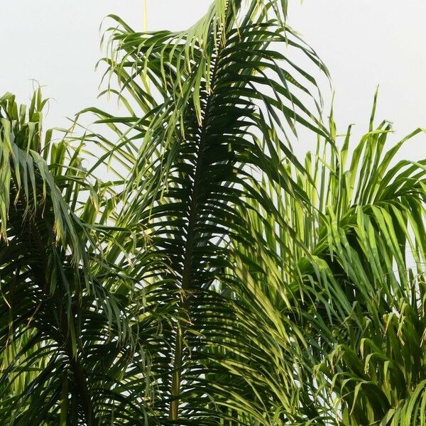 Roystonea oleracea Leaf