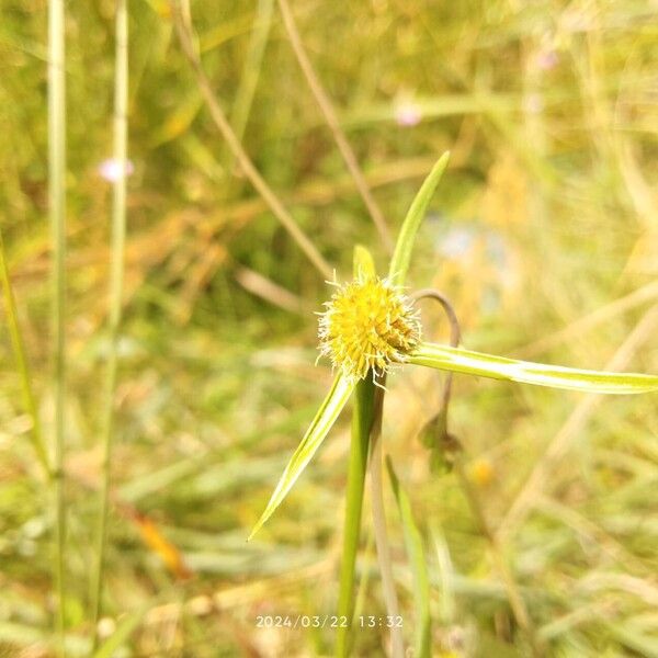 Cyperus brevifolius Flower