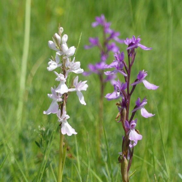 Anacamptis palustris Yeri