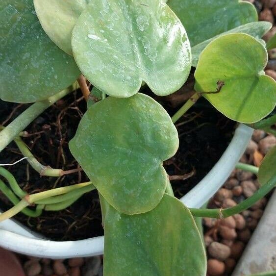 Philodendron hederaceum Blad