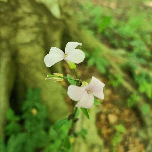 Cardamine bulbifera Flower