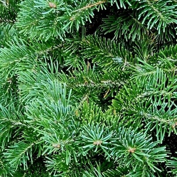 Abies lasiocarpa Fulla