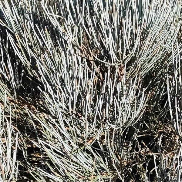 Ephedra intermedia Blad