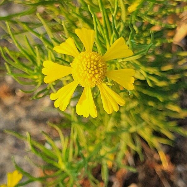 Helenium amarum 花