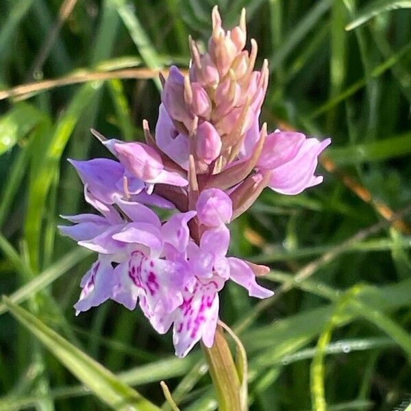 Dactylorhiza fuchsii Цветок