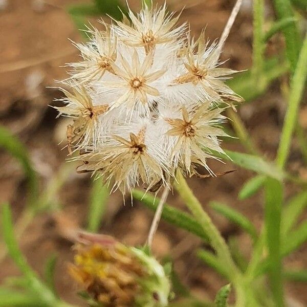 Hirpicium diffusum Fruit