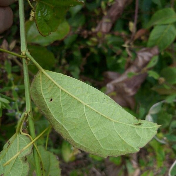 Passiflora coccinea Leaf