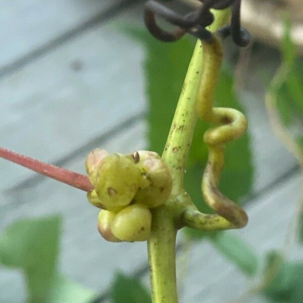 Vitis rotundifolia Owoc